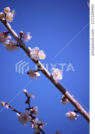 藍天和梅花 123189460