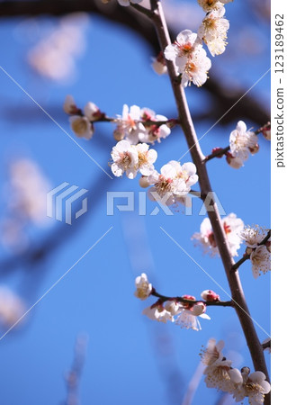 藍天和梅花 123189462