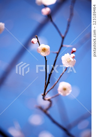 藍天和梅花 藍天和梅花 123189464