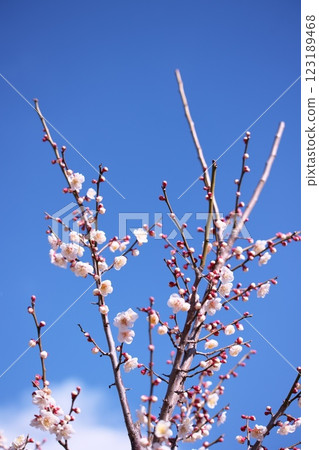 藍天和梅花 藍天和梅花 123189468