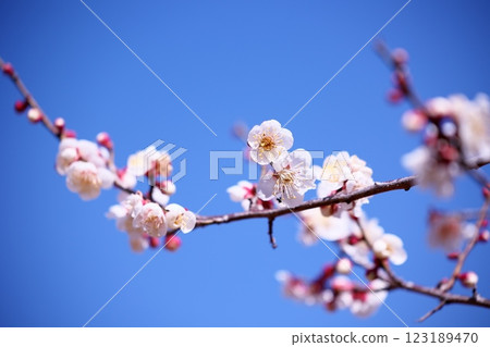 藍天和梅花 藍天和梅花 123189470