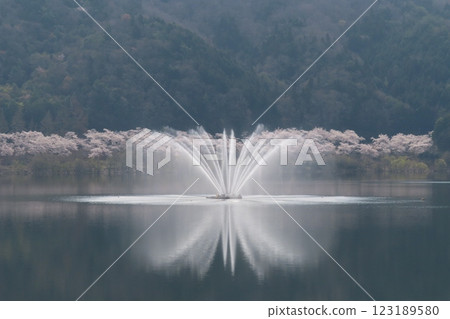 Lakeside fountain and cherry blossoms Lakeside fountain and cherry blossoms 123189580