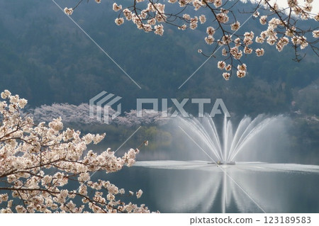 Lakeside fountain and cherry blossoms 123189583