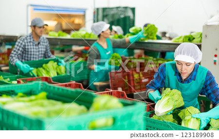 Woman in apron stacking lettuce in vegetable warehouse 123189908