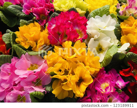 Primula julienne 123189911