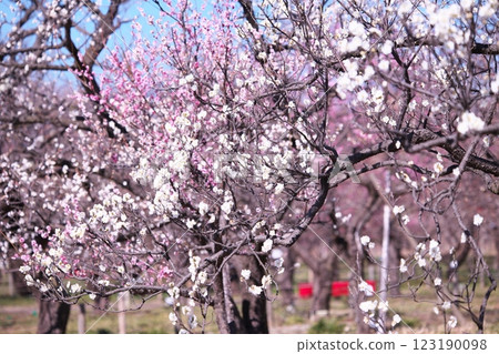 藍天和盛開的李子開花 123190098