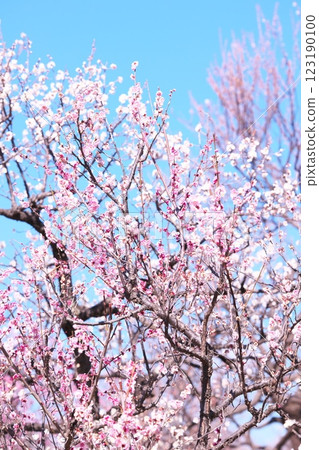 Blue sky and plum blossoms in full bloom 123190100