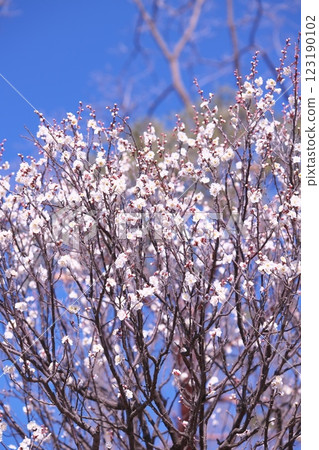 藍天和盛開的李子開花 123190102