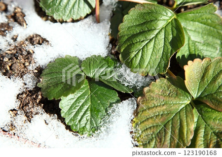 Strawberry seedlings undergoing vernalization under snow 123190168
