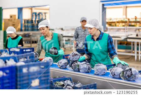 Team of female workers sorting red cabbage on the conveyor of a vegetable processing factory Team of female workers sorting red cabbage on the conveyor of a vegetable processing factory 123190255