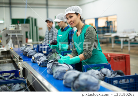 Female factory worker sorting red cabbage Female factory worker sorting red cabbage 123190262