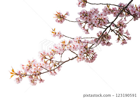 一枝盛開的櫻花枝。巴布亞紐幾內亞 一枝盛開的櫻花枝。巴布亞紐幾內亞 123190591
