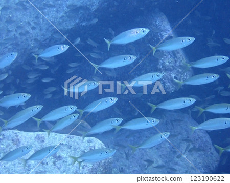 一群竹莢魚在蔚藍的大海中暢遊 一群竹莢魚在蔚藍的大海中暢遊 123190622