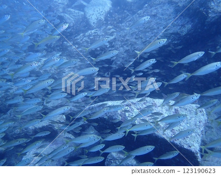 一群竹莢魚在蔚藍的大海中暢遊 一群竹莢魚在蔚藍的大海中暢遊 123190623