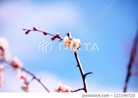 早春藍天映襯下的梅花特寫 早春藍天映襯下的梅花特寫 123190720