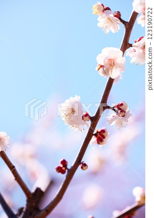 早春藍天映襯下的梅花特寫 早春藍天映襯下的梅花特寫 123190722