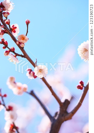 早春藍天映襯下的梅花特寫 早春藍天映襯下的梅花特寫 123190723