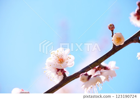 早春藍天映襯下的梅花特寫 早春藍天映襯下的梅花特寫 123190724