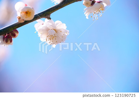 早春藍天映襯下的梅花特寫 早春藍天映襯下的梅花特寫 123190725