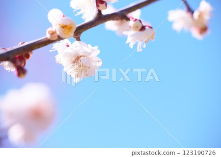 早春藍天映襯下的梅花特寫 早春藍天映襯下的梅花特寫 123190726