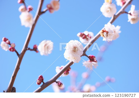 早春藍天映襯下的梅花特寫 早春藍天映襯下的梅花特寫 123190727
