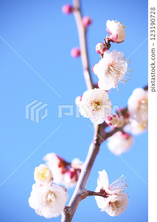 早春藍天映襯下的梅花特寫 早春藍天映襯下的梅花特寫 123190728