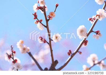 早春藍天映襯下的梅花特寫 早春藍天映襯下的梅花特寫 123190730