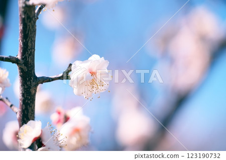 早春藍天映襯下的梅花特寫 早春藍天映襯下的梅花特寫 123190732