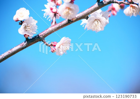 早春藍天映襯下的梅花特寫 123190733