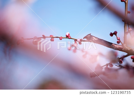 早春藍天映襯下的梅花特寫 早春藍天映襯下的梅花特寫 123190735