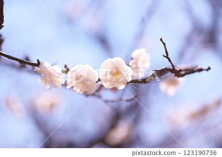 早春藍天映襯下的梅花特寫 早春藍天映襯下的梅花特寫 123190736