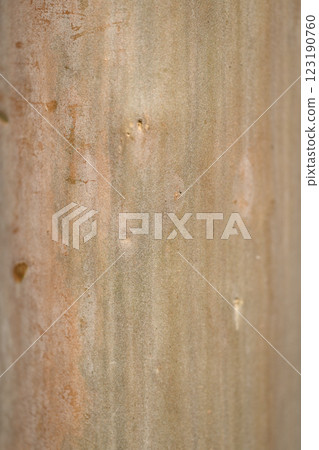 紫薇樹幹的樹皮,紫薇科的一種落葉喬木 紫薇樹幹的樹皮,紫薇科的一種落葉喬木 123190760