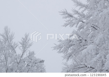 Pure white frost-covered trees in Yamagata 123190845
