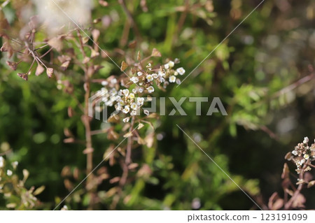 White shepherd's purse flowers and seeds blooming in a winter field 123191099