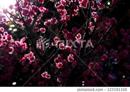 Plum blossoms shining in the backlight Plum blossoms shining in the backlight 123191100