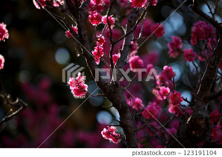 Plum blossoms shining in the backlight 123191104