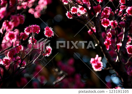Plum blossoms shining in the backlight Plum blossoms shining in the backlight 123191105