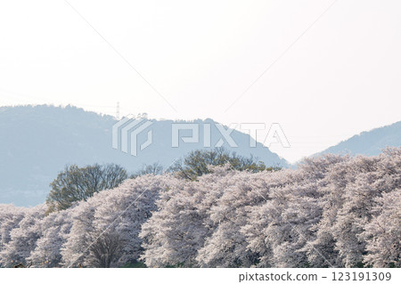 櫻花盛開 123191309