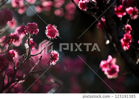 梅花在逆光下閃閃發光 123191385