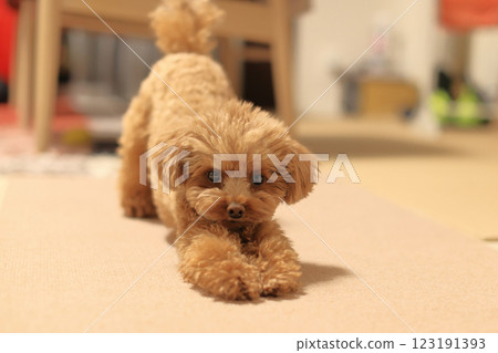 伸展玩具貴賓犬 123191393