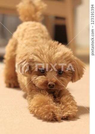 伸展玩具貴賓犬 123191394