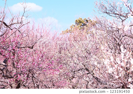 初春梅花盛開 初春梅花盛開 123191450