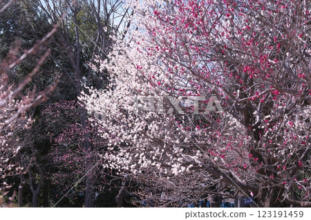 Plum blossoms in full bloom in early spring Plum blossoms in full bloom in early spring 123191459