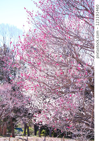 初春梅花盛開 初春梅花盛開 123191460