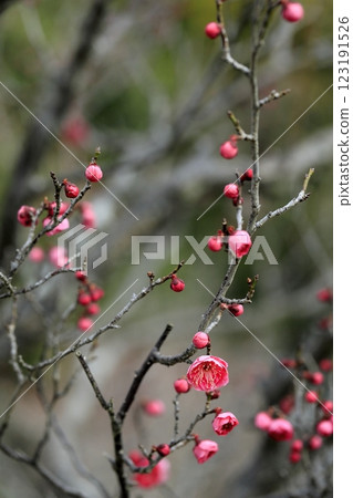 早春梅花 123191526