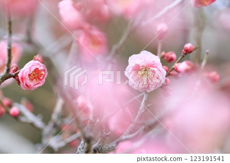 早春梅花 早春梅花 123191541