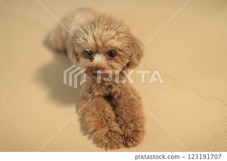 躺著的玩具貴賓犬 123191707
