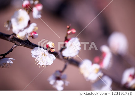 Close-up of plum blossoms in early spring 123191788