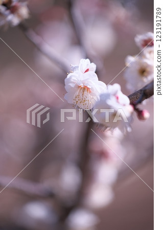 早春梅花特寫 123191789