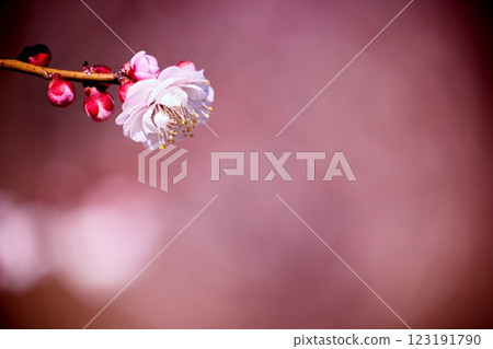 早春梅花特寫 早春梅花特寫 123191790